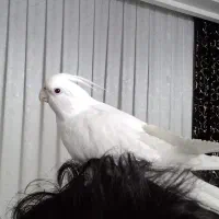 عروس هلندی|پرنده|مشهد, رضاییه|دیوار