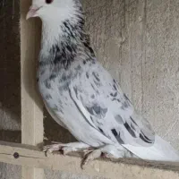 کبوترگم شده