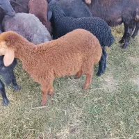 دو عدد بره ماده درجه یک