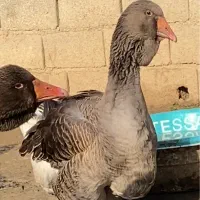 جوجه تولوز فرانسه