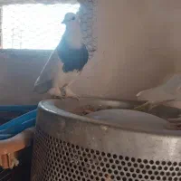 هفت عدد کبوتر(کفتر) زینتی|پرنده|قم, نخودی|دیوار