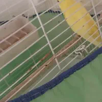 مرغ عشق|پرنده|قرچک, میرزائی جنوبی|دیوار