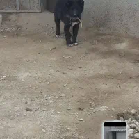 سگ قدرجونی|سگ|ری, صالح‌آباد شرقی|دیوار