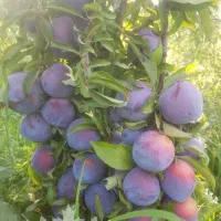 پیش فروش نهال آلو کالیفرنیا