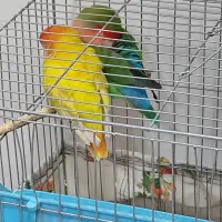 گمشده عروس پاریس