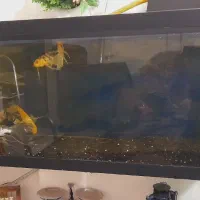 اکواریوم  یکو بیست همراه هفت عددماهی کوی سوپر باله|ماهی|مشهد, کوی ولیعصر|دیوار