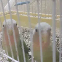 کوتوله|پرنده|میبد, |دیوار