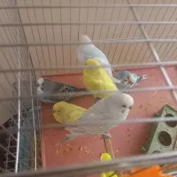 فروش ۶عددمرغ عشق|پرنده|فولادشهر, مسکن مهر فولادشهر|دیوار