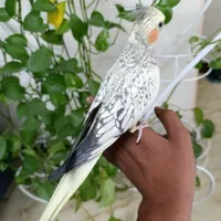 فروش یک جفت عروس هلندی سالم ( مولد واقعی ) دستی|پرنده|تهران, جوادیه تهرانپارس|دیوار