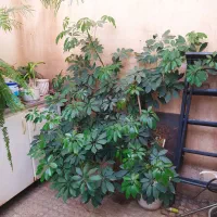 گل شفلر بزرگ|گل و گیاه طبیعی|پرند, فاز ۲|دیوار