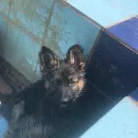 توله ژرمن شو لاین