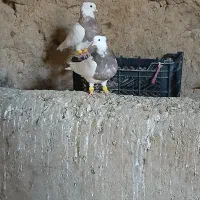 سلام‌.طوقی فروشی هفت‌رنگ‌..و زد پرتغالی|پرنده|آشخانه, |دیوار