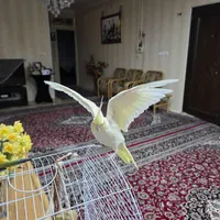 عروس هلندی ماده لوتینو آماده جفت|پرنده|بروجرد, |دیوار
