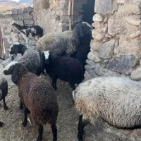 میش و بره های نژاد اصیل شال و افشار|حیوانات مزرعه|زرند, |دیوار