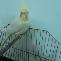 عروس هلندی ماده|پرنده|شادگان, |دیوار