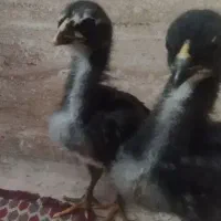 کبوتر تعویض با جوجه لاری