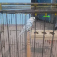 مرغ عشق اعددباقفس