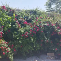 باغ ویلا پاکدشت ورامین قرچک|فروش خانه و ویلا|پاکدشت, پاکدشت (مامازند)|دیوار