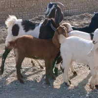 بز پاکستانی زاییده|حیوانات مزرعه|کاشمر, |دیوار