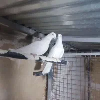 پتی واله پرشی سنگین|پرنده|خمینیشهر, |دیوار