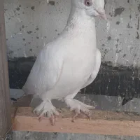 جوجه کبوتر و پرشی|پرنده|قم, زنبیل آباد|دیوار