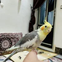 عروس هلندی نر|پرنده|جوانرود, |دیوار