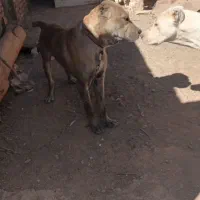سگ نر افقان گله ای هیکل درشت