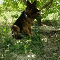 سگ ژرمن شپرد