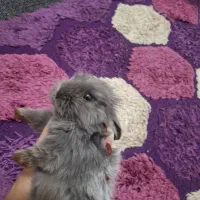 حیوانات خانگی