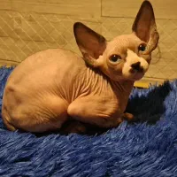 گربه نژاد اسفینکس (بی‌مو) برای فروش