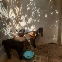 بزجوان پاکستانی شکم اول دوقلوزادوباره امادس|حیوانات مزرعه|اسفراین, |دیوار