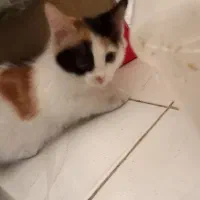 گربه ملوس بازی گوش و خیلی قشنگ