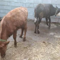 یه راس گوساله محلی|حیوانات مزرعه|سرخنکلاته, |دیوار