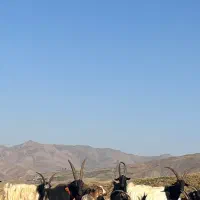 ۳ عدد نر بز جلو رو نترس  اخته ۳ ساله