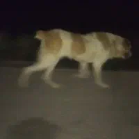 سگ کم شده پاداش دو میلیون