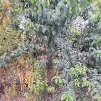 باغچه