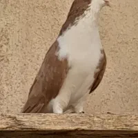 کفتر|پرنده|فردیس, سرحدی|دیوار