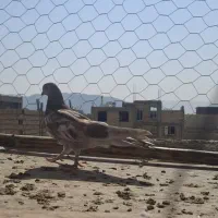 جف کن ۶طبقه با اب خوری و دون خوری ۴تومن|لوازم جانبی حیوانات|فلاورجان, |دیوار