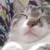 گربه|گربه|صفادشت, |دیوار