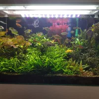 انواع گیاه پلنت