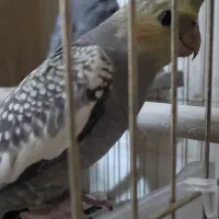 عروس خالخالی|پرنده|مشگین شهر, |دیوار