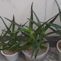 گل طبیعی|گل و گیاه طبیعی|اراک, |دیوار