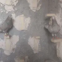 نروماده سرور