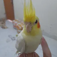 عروس هلندی لوتینو ۳ ماهه|پرنده|شاهین‌شهر, شهرک گلدیس|دیوار