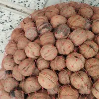 گردو کاغذی|خوردنی و آشامیدنی|شیراز, گویم|دیوار