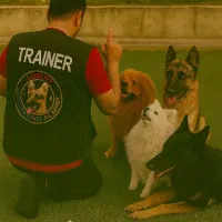 آموزش و مربی سگ ، تخصصی ترین مرکز ایران|خدمات آموزشی|مشهد, کوثر|دیوار