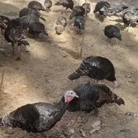 بوقلمون نژاد اصل سیاه ودو عدد اوردک|حیوانات مزرعه|مرند, |دیوار