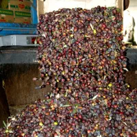 زیتون روغنی|خدمات باغبانی و درختکاری|سرپل ذهاب, |دیوار