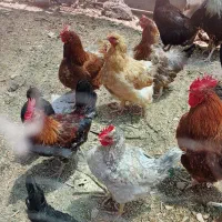 خروس