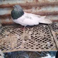 کله ابی نر گجله ابی نر